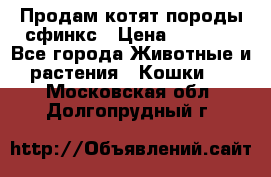 Продам котят породы сфинкс › Цена ­ 4 000 - Все города Животные и растения » Кошки   . Московская обл.,Долгопрудный г.